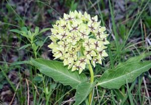 Antelope Horns Milkweed from PublicDomainPictures.net