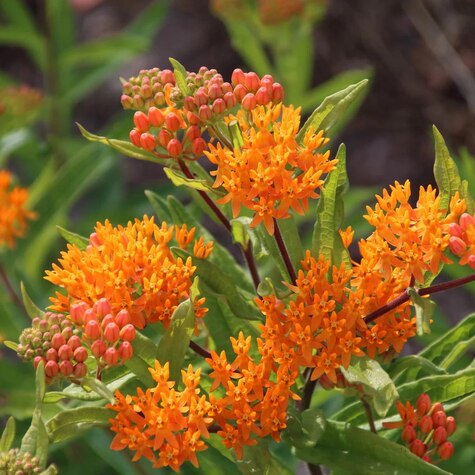 Butterfly Weed from HudsonValleySeed.com