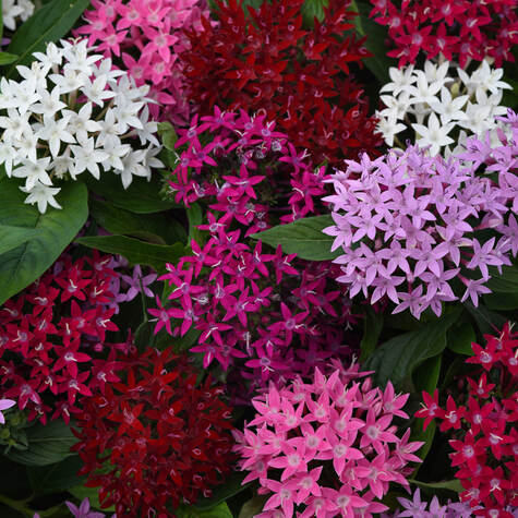 Pentas, color mix from ParkSeed.com