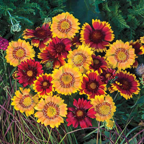 Arizona Sun Gaillardia Collection from SpringHillNursery.com