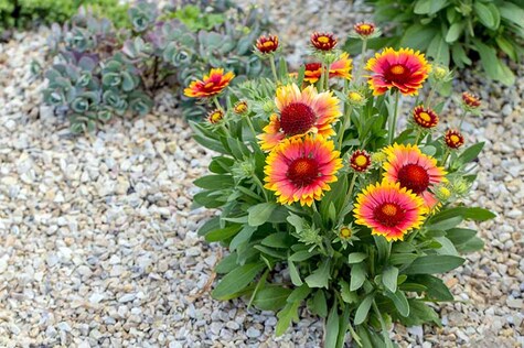 Blanket Flower photo by Marr Suwak from GardenersPath.com