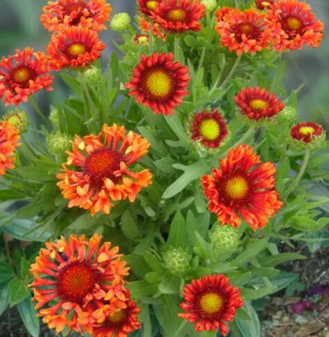 Gaillardia x Grandiflora 'Fanfare Blaze' from Gardenia.net