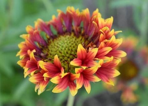 Gaillardia x Grandiflora 'Fanfare' from HappyDIYHome.com