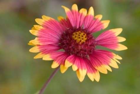 Indian Blanket from TXMN.org