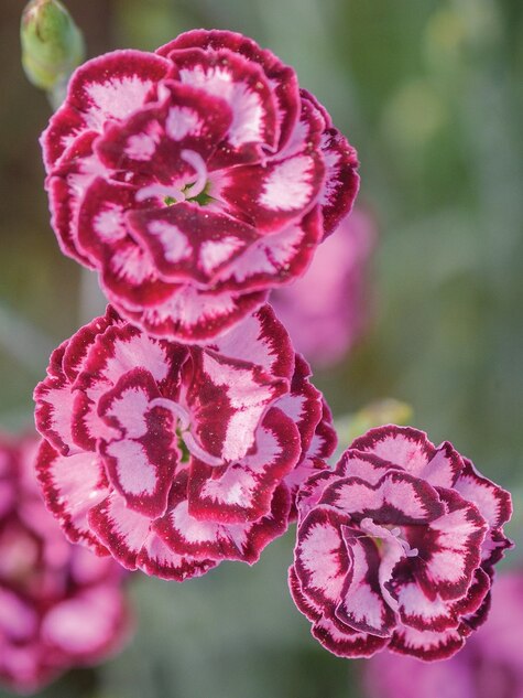 Dianthus Scent from Heaven Angel of Compassion from Burpee