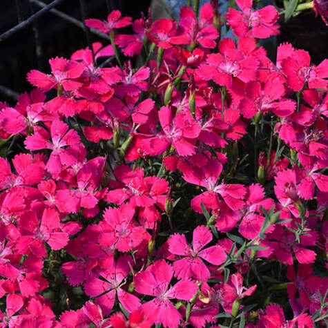 Dianthus deltoides Zing Rose from BuchanansPlants.com