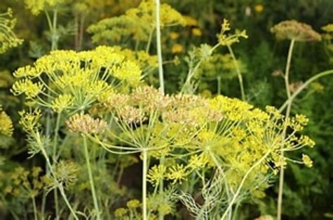 Dill Flowers from Agrifarming.in