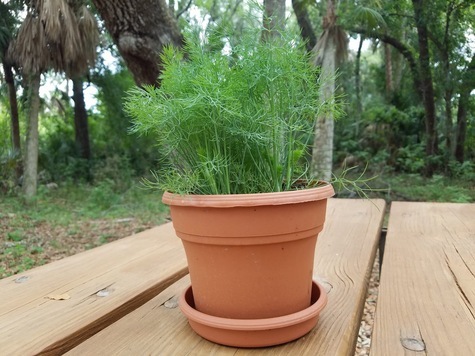 Dill from FloridaToday.com