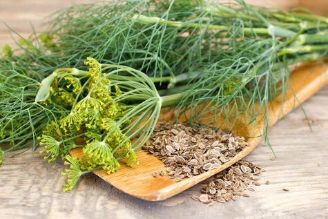 Dill weed and seed from Homesteadingfamily.com