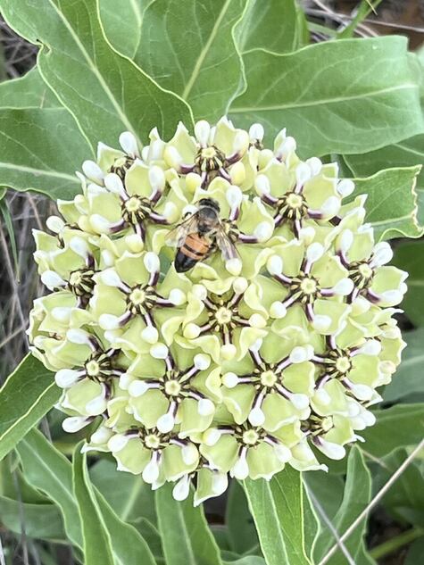 Antelope Horns Milkweed (Asclepias asperula) from CMG Adrienne