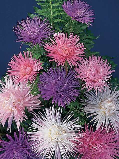 Aster Fireworks from Burpee.com