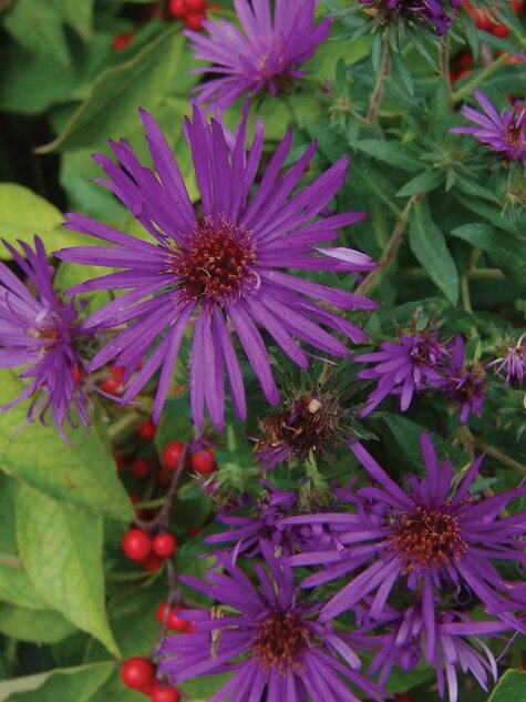 Aster Purple Dome from Burpee.com