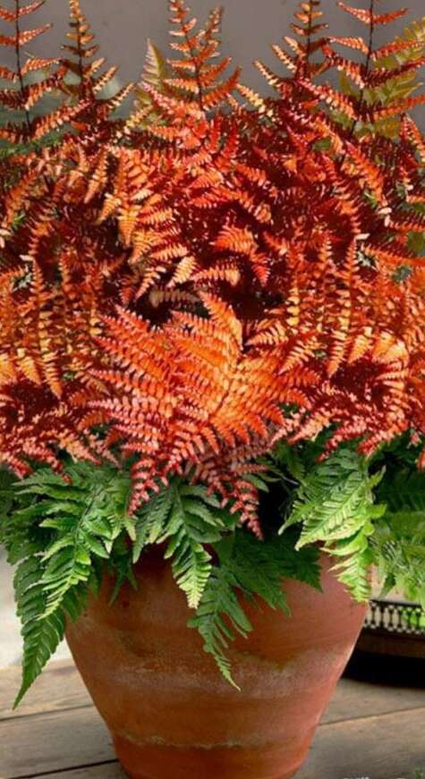 Autumn Brilliance Fern from WilsonBrosGardens.com