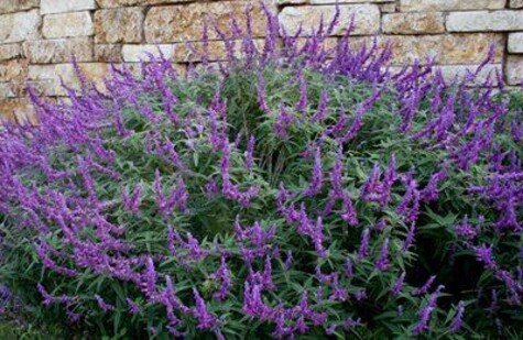 Mexican Bush Sage from CentralTexasGardener.org