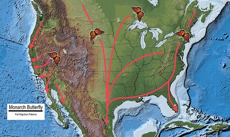 Migration Map for Monarch Butterflies from Monarchwatch.org