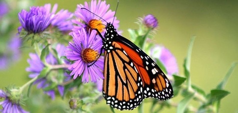 Monarch on New England Aster from Rick Hansen USFWS (US Fish and Wildlife)