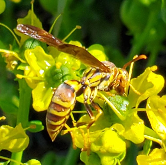 Guinea Paper Wasps | Comal Master Gardener