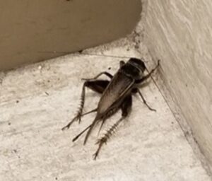 Field Cricket