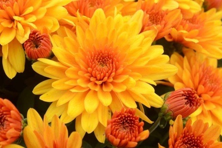 Fireglow Chrysanthemum from ProvenWInners.com