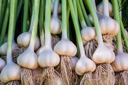 Garlic Harvest from IAmCountrySide.com