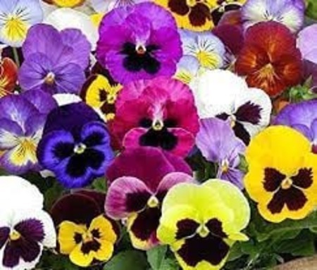 Happy Face Pansies from Bexar County AgriLife