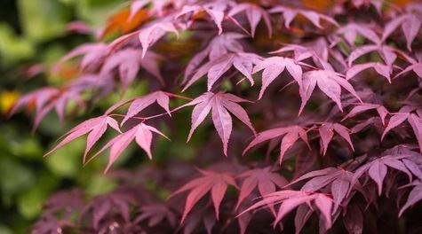 Japanese Maple from EpicGardening.com