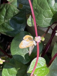 Malabar Spinach