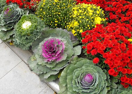 Ornamental Cabbage and Kale from GardeningKnowHow.com