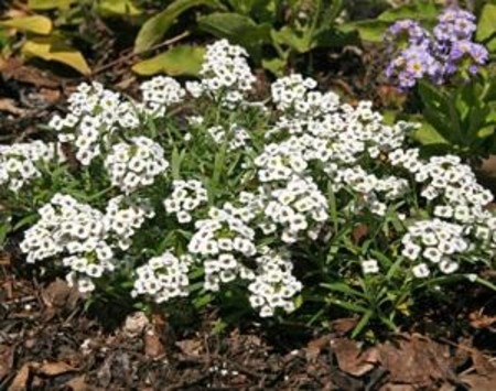 Sweet Alyssu (Lobularia maritima) from UWM Horticulture Extension