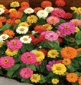 Thumbelina Mix Zinnias from Burpee.com