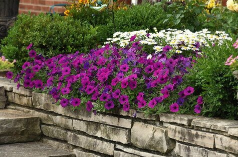 Wave® Petunias from Ball Horticultural Company (BallHort.com)