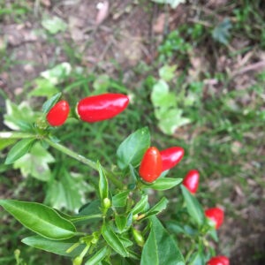 Pequin peppers