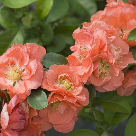 Double Take Peach Flowering Quince from ProvenWinners.com