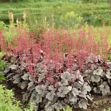 Heuchera Dolce Silver Gumdrop from ProvenWinners.com