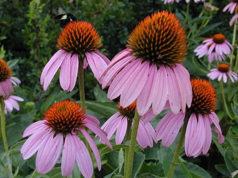 Native Purple Coneflower (Echinacea E. purpurea) from Wildflower.org