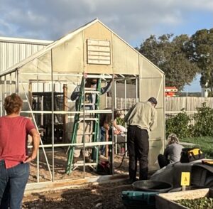 This picture shows an old greenhouse at the beginning of being taken down by four people working together and one person looking on at their progress.