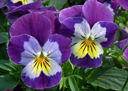 Pansies from almanac.com