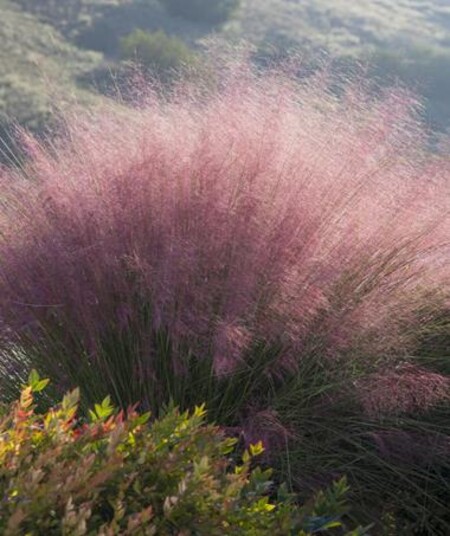 Plumetastic Pink Muhly Grass by Jennifer Cheung from Monrovia.com