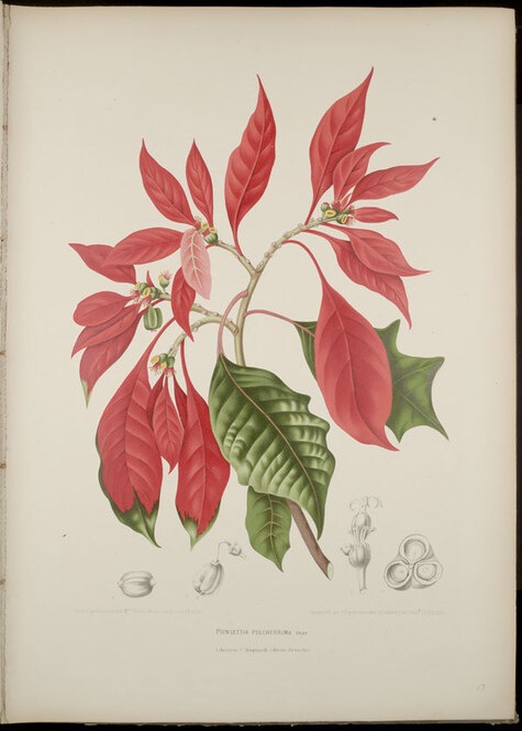 Poinsettia Pulcherriam by Berthe Hoola van Nooten