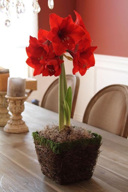 Red Amaryllis form LongfieldGardens.com