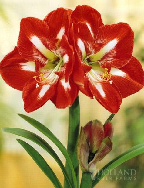 Star of Holland variegated red amaryllis from HollandBulbFarms.com