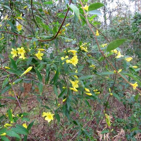 Yellow Jesamine by Ginny Stibolt at the Florida Native Plant Society