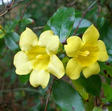 Yellow Jesamine by Mark Hutchinson from Florida Native Plant Society