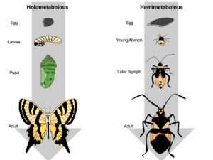 Life cycle of insects