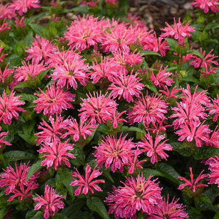 Leading Lady Pink Bee Balm from ProvenWinners.com