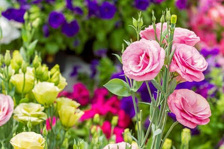 Lisianthus Eustoma grandiflorum from Gardenia.net