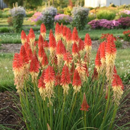 Rocket's Red Glare kniphofia from ProvenWinners.com