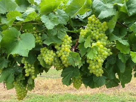 Southern Sensation Seedless Grapes from SmallFruits.org