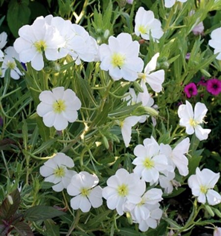 White Evening Primrose Oenothera pallida from TxMG.org HendersonMG