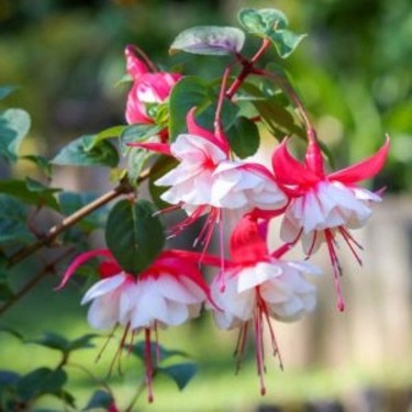 Hardy Fuchsia from ProvenWinners.com